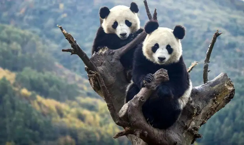 大熊猫生活在什么地方