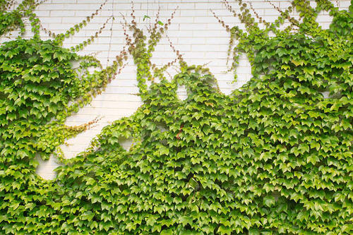 洋常春藤要怎样培养?