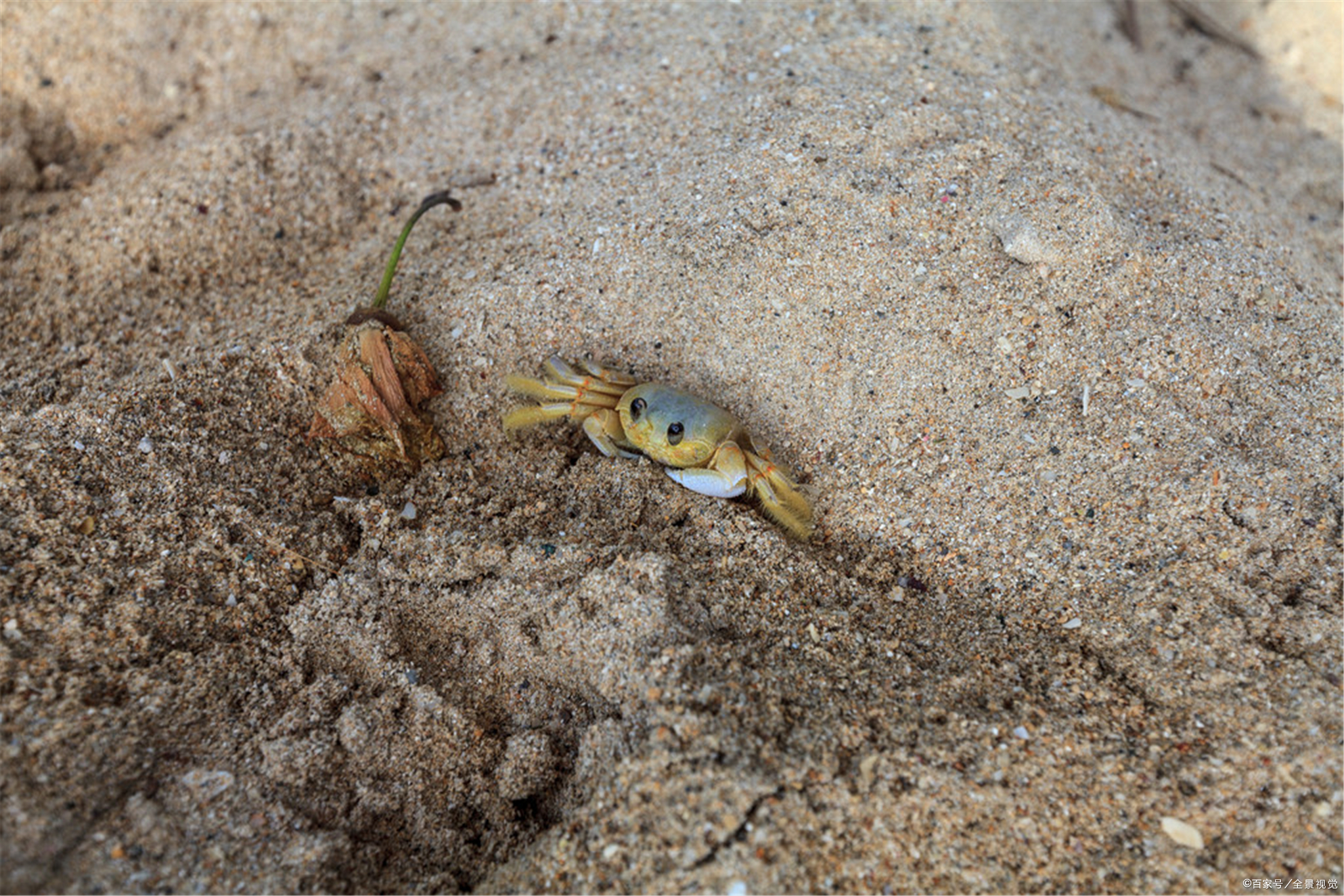 螃蟹为什么会不停地吐泡泡?