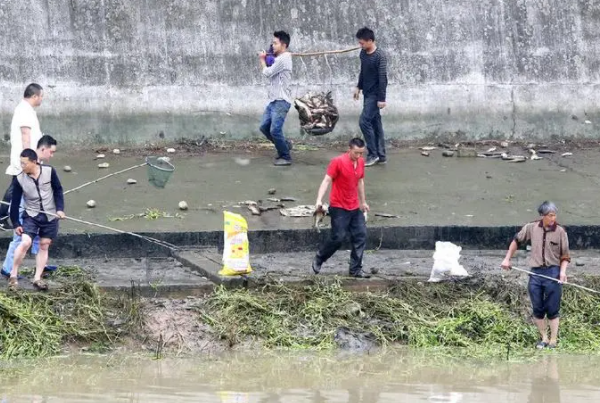 四川达州暴雨!大鱼游上街头四处乱窜!洪水中的鱼可以打捞来吃吗?