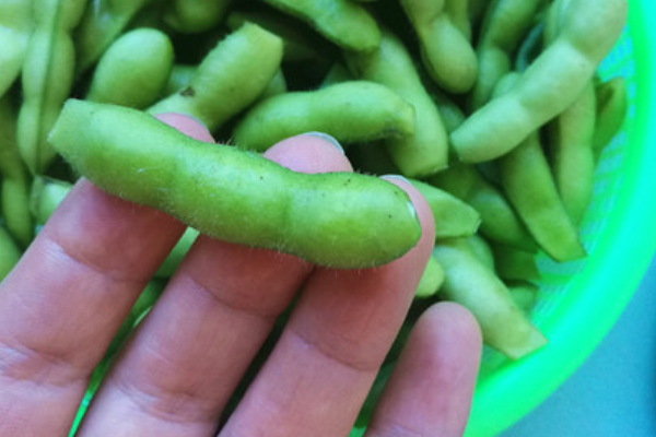 毛豆怎么煮才能保持绿色？