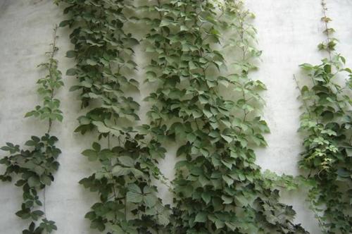 洋常春藤要怎样培养?