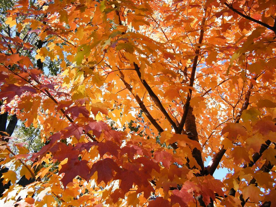 关于秋天的儿歌有哪些