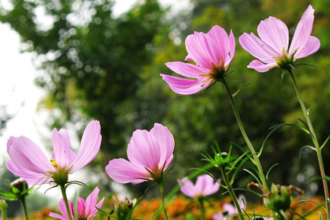 flowers是什么意思