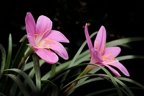 红花葱兰的特点有哪些?