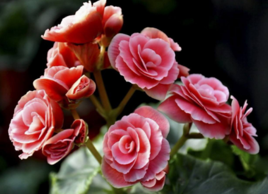 丽花怎么养殖？