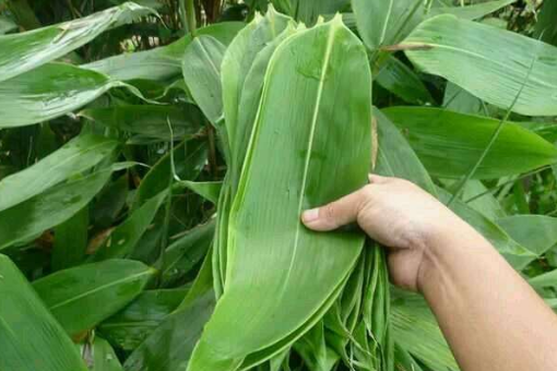 山东地区包粽子用的叶子是什么树上的？