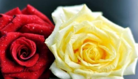 两朵玫瑰代表什么意思?