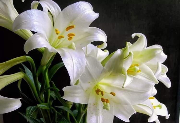 百合花代表着什么?