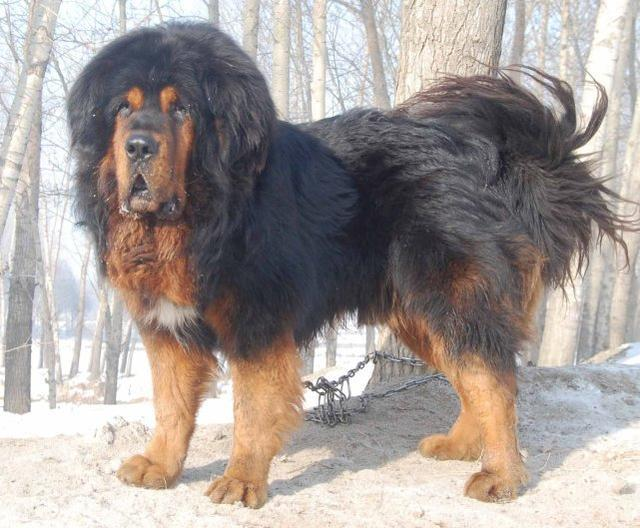 现在还有真正的藏獒吗？你见过藏獒吗？