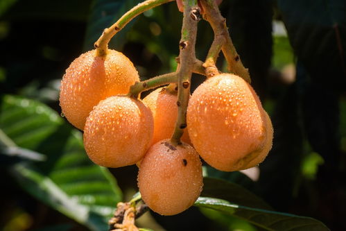 适合南方种植的水果有哪些?你知道呢?