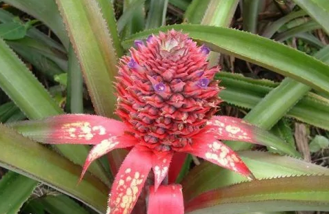 男孩子为什么多吃菠萝?