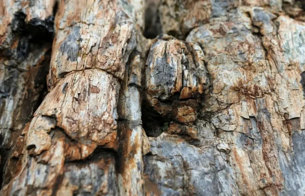 希腊发现2000万年前化石树，经历万年这棵树为何还能保存的完好无损？