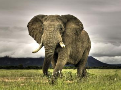 游客喂大象时被卷起暴摔，是什么导致大象情绪变化的？