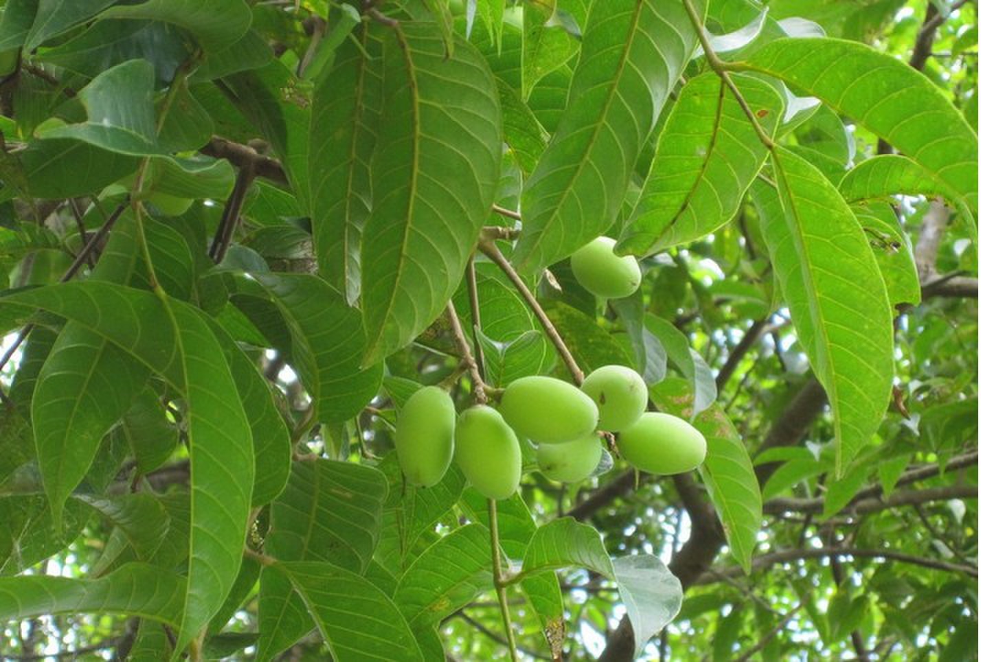 适合南方种植的水果有哪些?你知道呢?