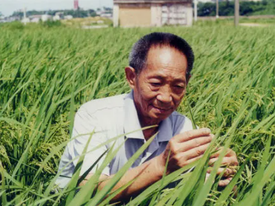 你想对袁隆平爷爷说些什么?二年极写话