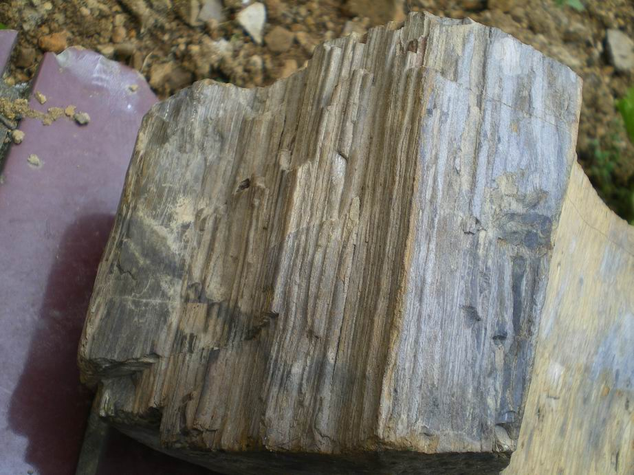 希腊发现2000万年前化石树，经历万年这棵树为何还能保存的完好无损？