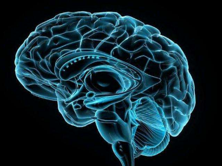 脑髓的意思是什么？