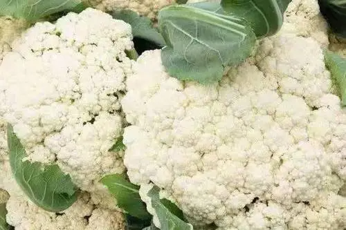 福建花菜产地在哪里