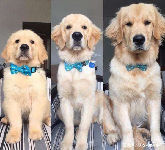 金毛犬吃什么狗粮好呢？