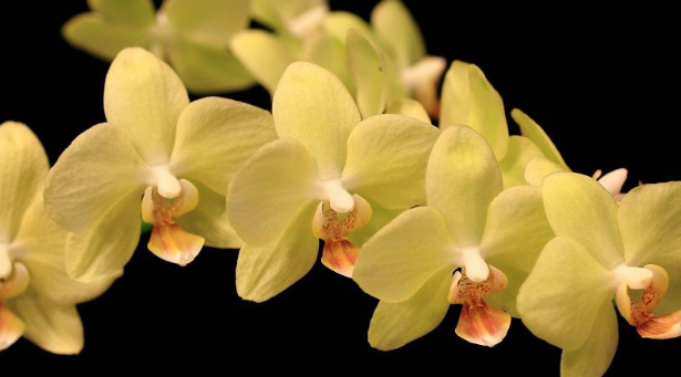 蝴蝶兰在几点开花时间？