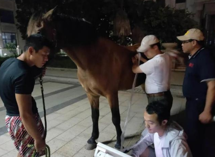 福建下海救人的第三匹马已痊愈，这马是否已经恢复到原来？