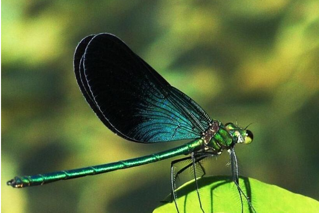 那种昆虫对湿地水质监测