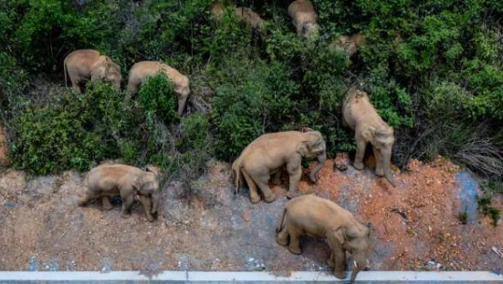 云南象群最新现身地，4吨美味只剩残渣，它们是否还会继续北上？