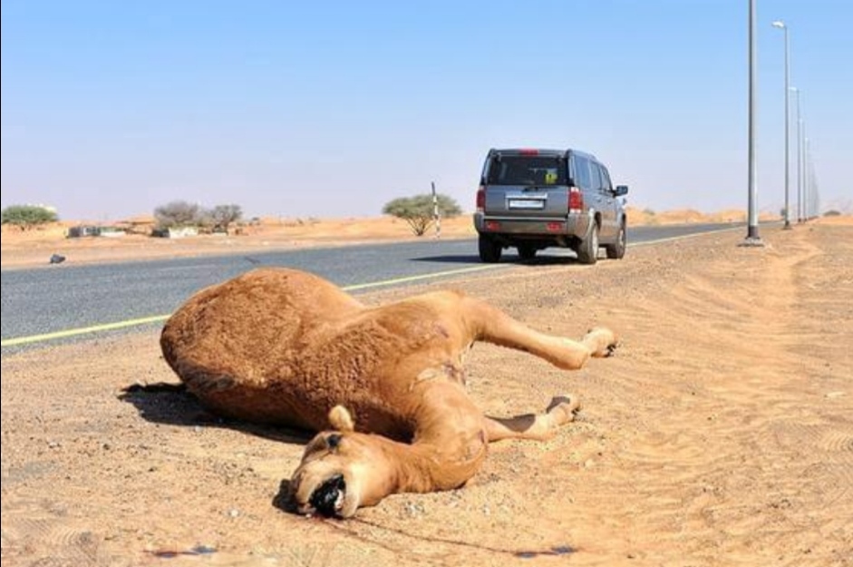 阿拉善车祸中被撞骆驼主人发声,被撞骆驼已怀崽,以后如何避免此类事故?