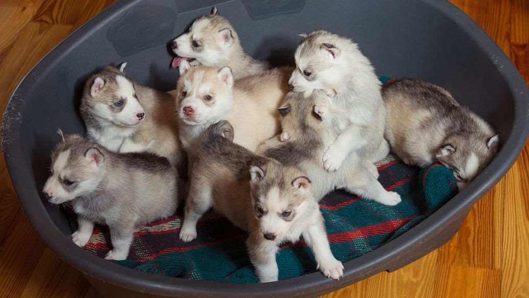 该从何了解并学习简单入门的宠物医疗知识？