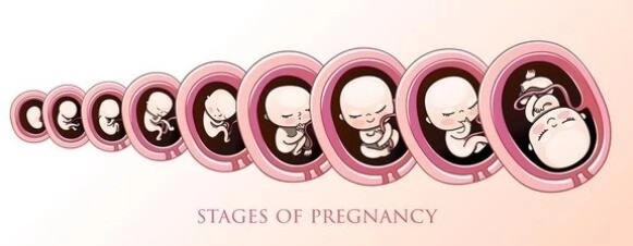 打胎的最佳时间?