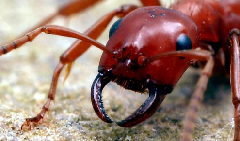 求红蚂蚁的介绍