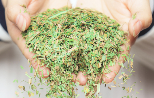 乌拉草有什么用