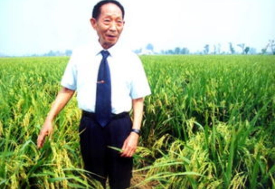 袁隆平77岁曾走遍上海超级稻农田,在你心目中袁爷爷是个怎样的人物?