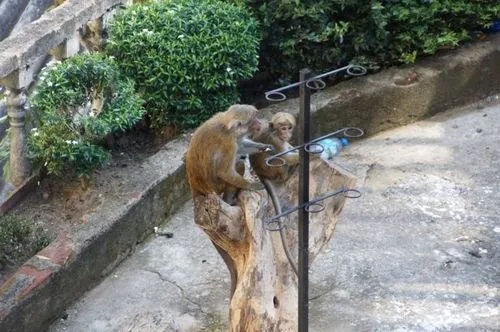 贵州一高校小猴子闯入宿舍“大闹天宫”,猴子为何会出现在校园内?