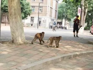 贵州一高校小猴子闯入宿舍“大闹天宫”,猴子为何会出现在校园内?
