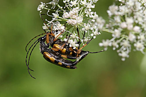 福建发现新物种，此物种拥有什么样的来头？