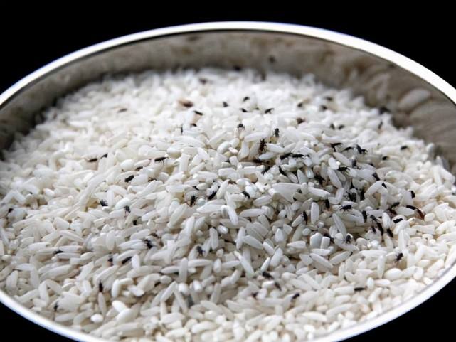 密封很好的大米，为什么还会长虫子？究竟是什么原因？