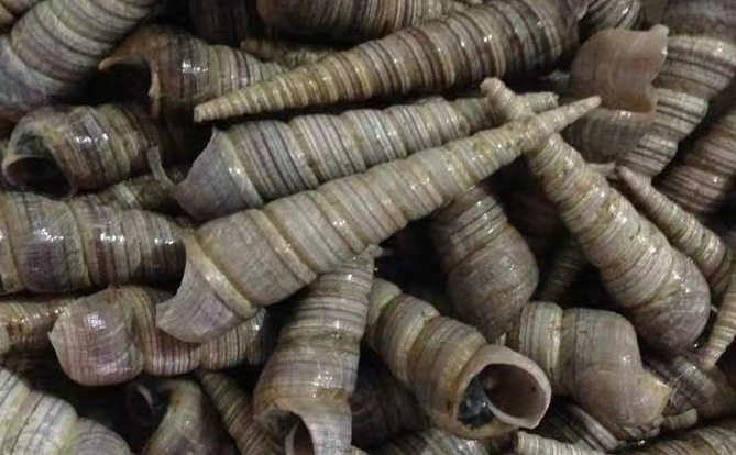 全部螺的图片和名字分别是?