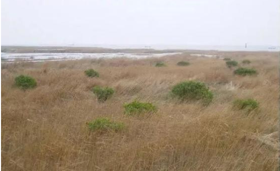 红树植物对高盐的潮间带环境具有特殊的什么？