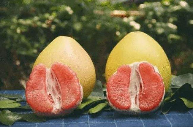 老树红柚产地在哪里