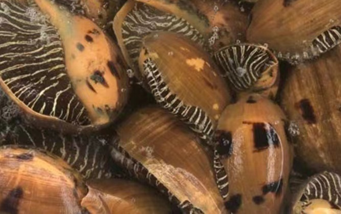 全部螺的图片和名字分别是?