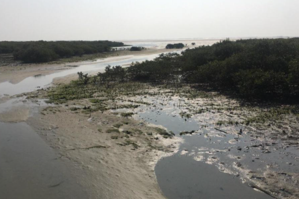 广西北海红树林大片消失,导致红树林大片消失的原因是什么?