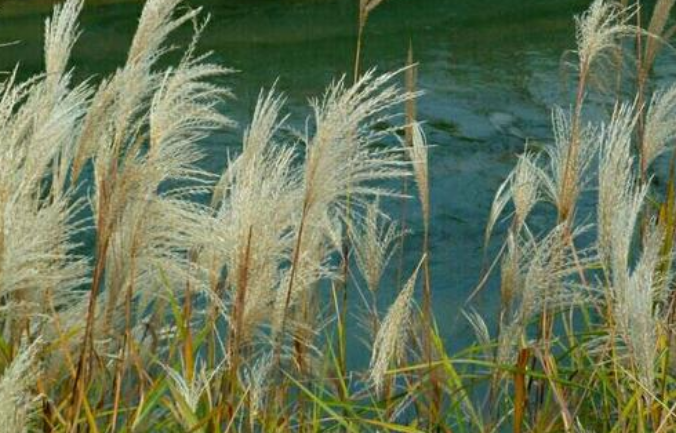 葭的意思是什么？