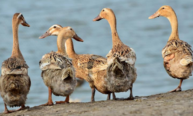 小鸭子有什么本领？