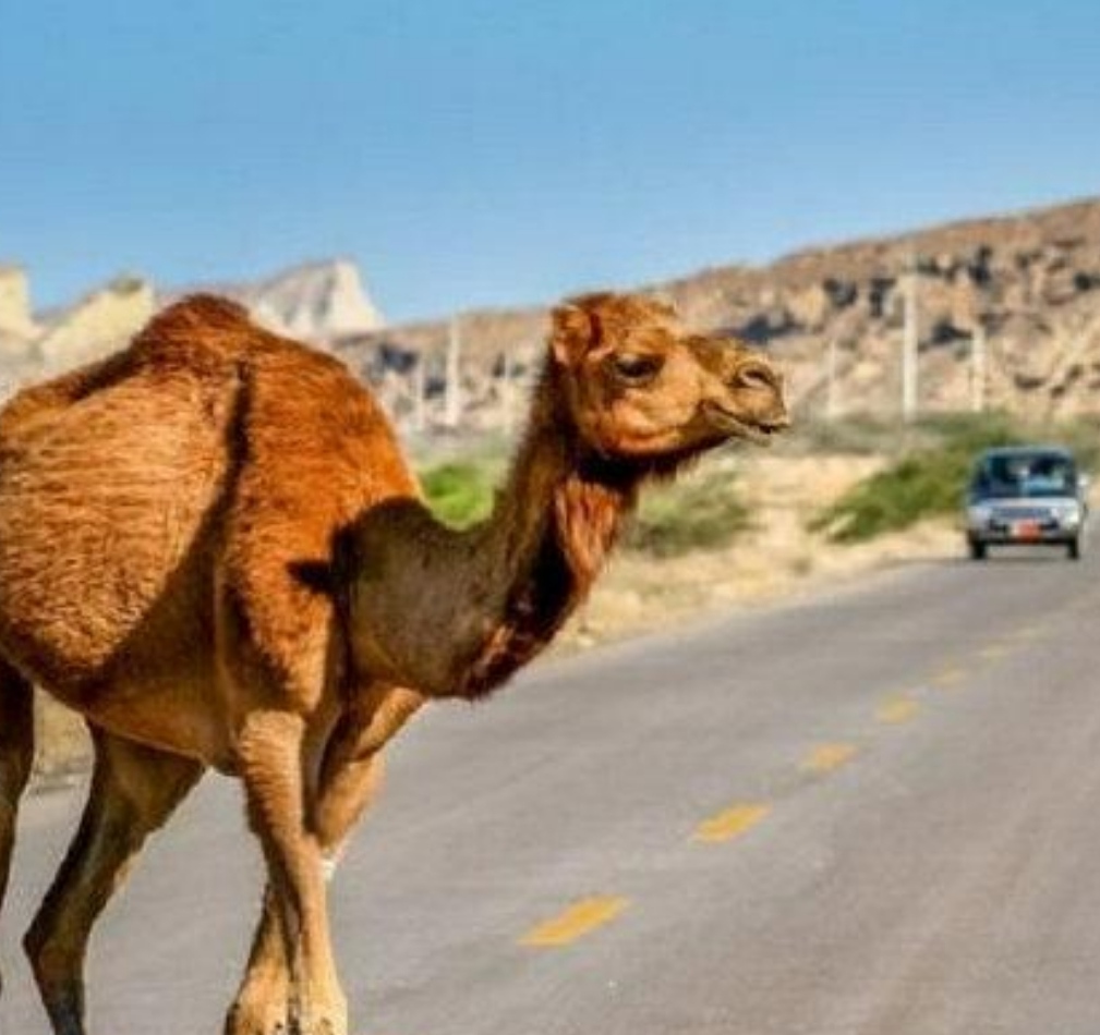 阿拉善车祸中被撞骆驼主人发声,被撞骆驼已怀崽,以后如何避免此类事故?