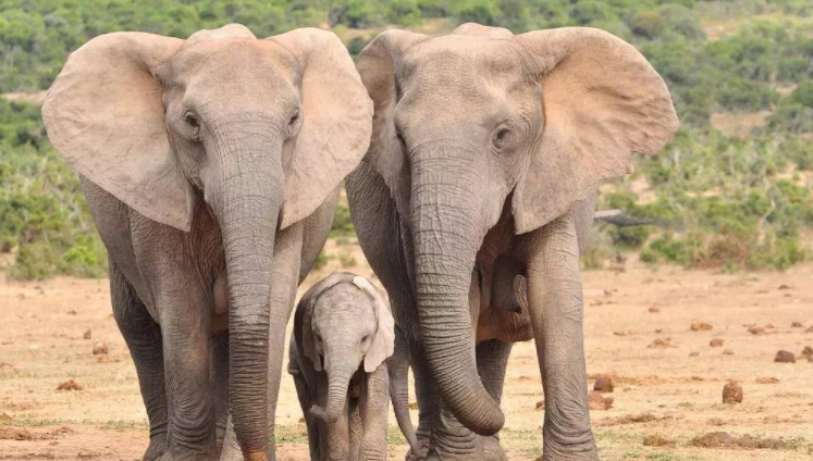 无人机拍到两象打架一象中间劝和，大象和人类是否有相似之处？