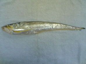 黄河鱽鱼有多珍贵？为什么这么珍贵?