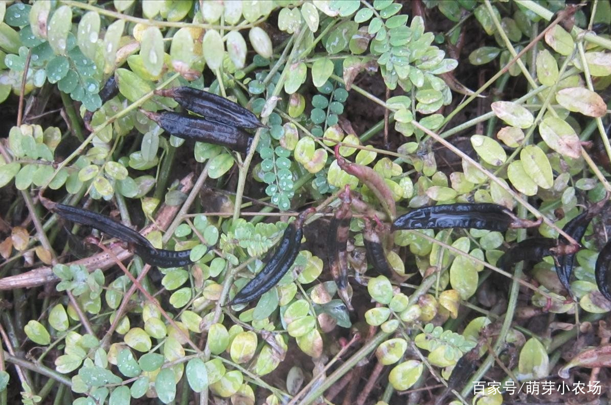 如果想要合作种植药材，如何寻找药材种植合作公司呢？
