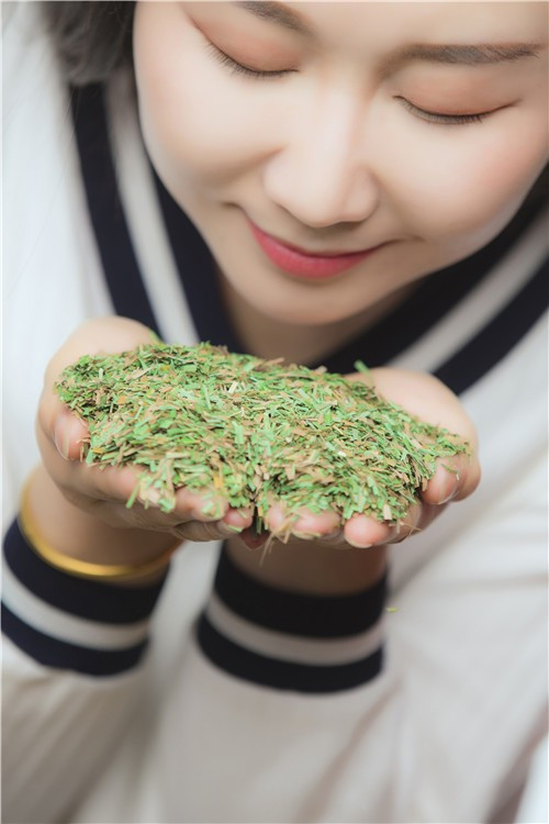 乌拉草有什么用